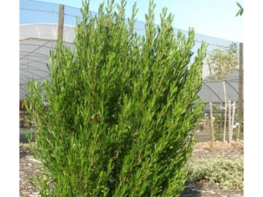 Dodonaea - Mr Green Sheen 150mm Pot (VN)