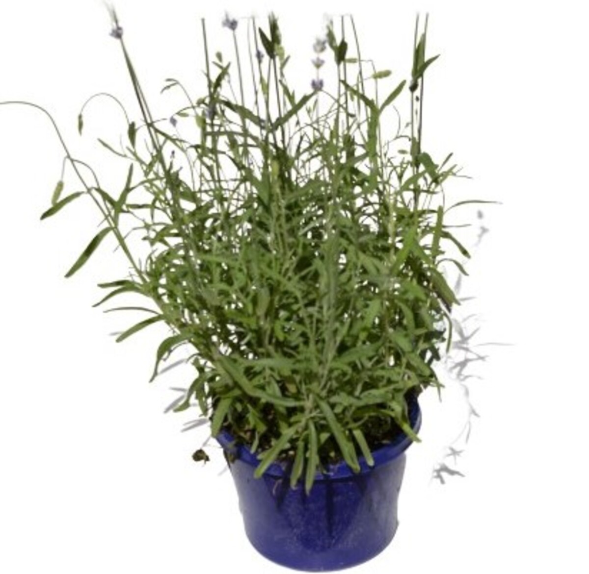 Lavender - Hidcote Blue 150mm Pot (VN)