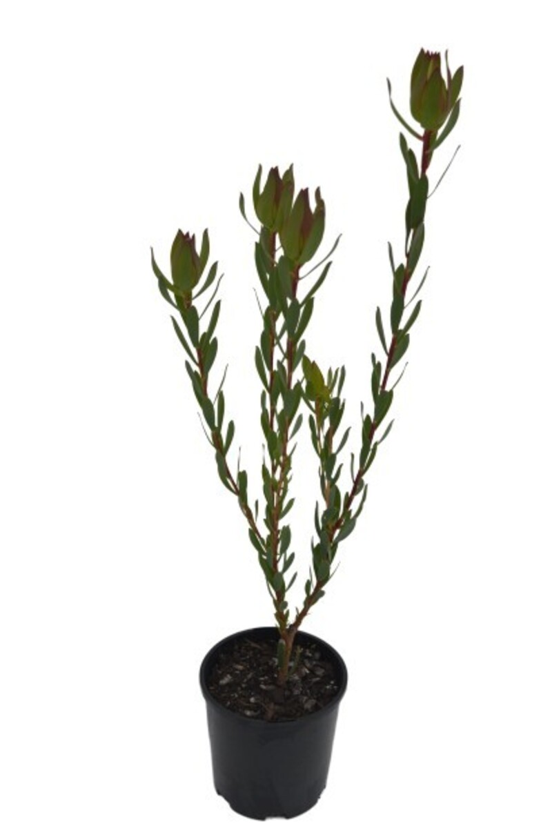 Leucadendron - Sixteen Candles 200mm Pot