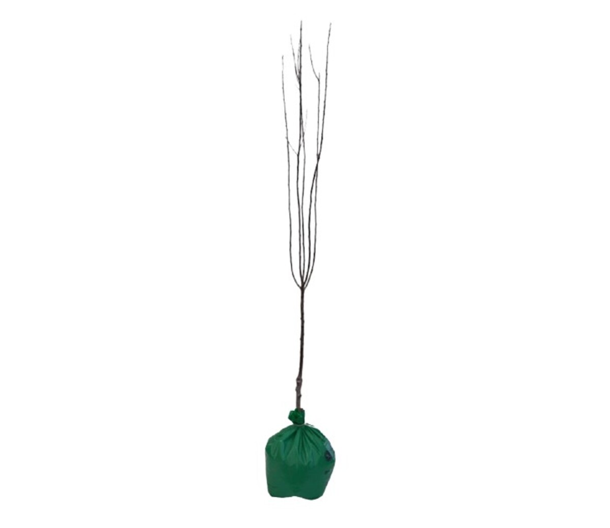 Prunus Nigra - Flowering Plum - Wrapped Bag