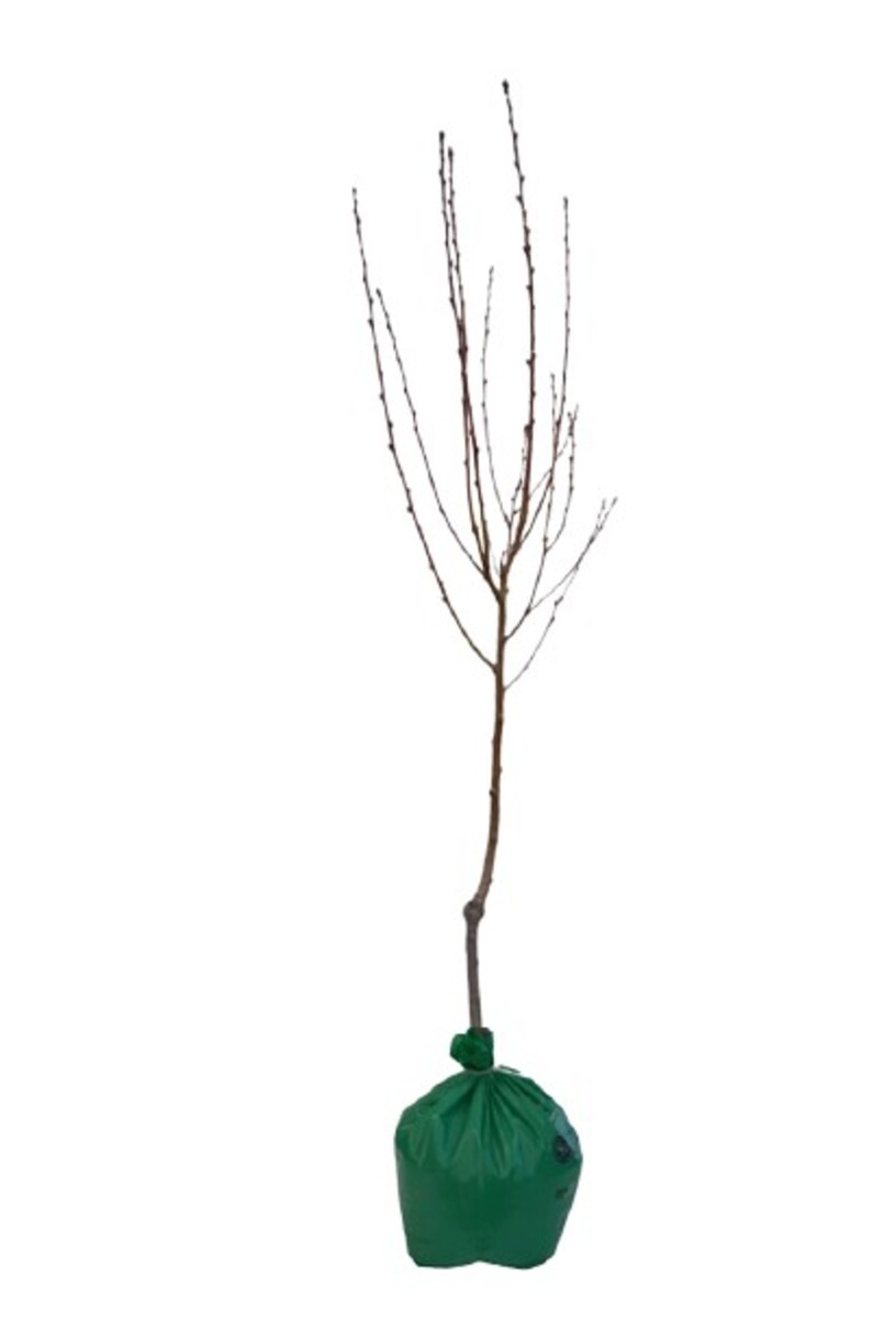 Apple - Lady William - Wrapped Bag