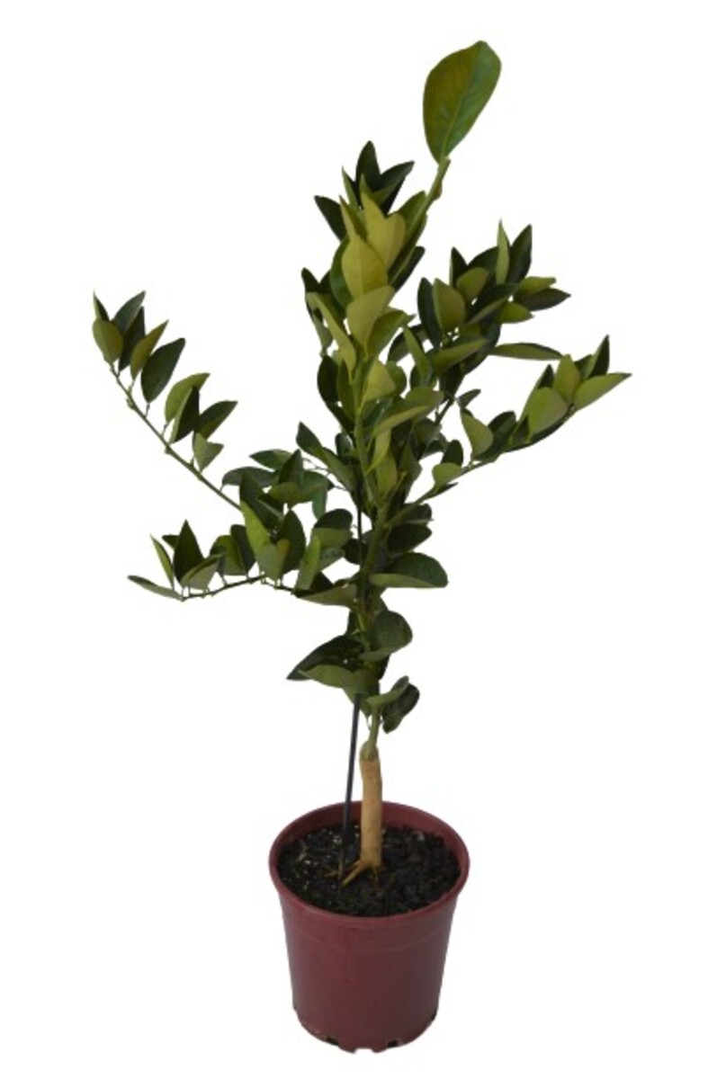Orange - Valencia Advanced Dwarf 250mm Pot