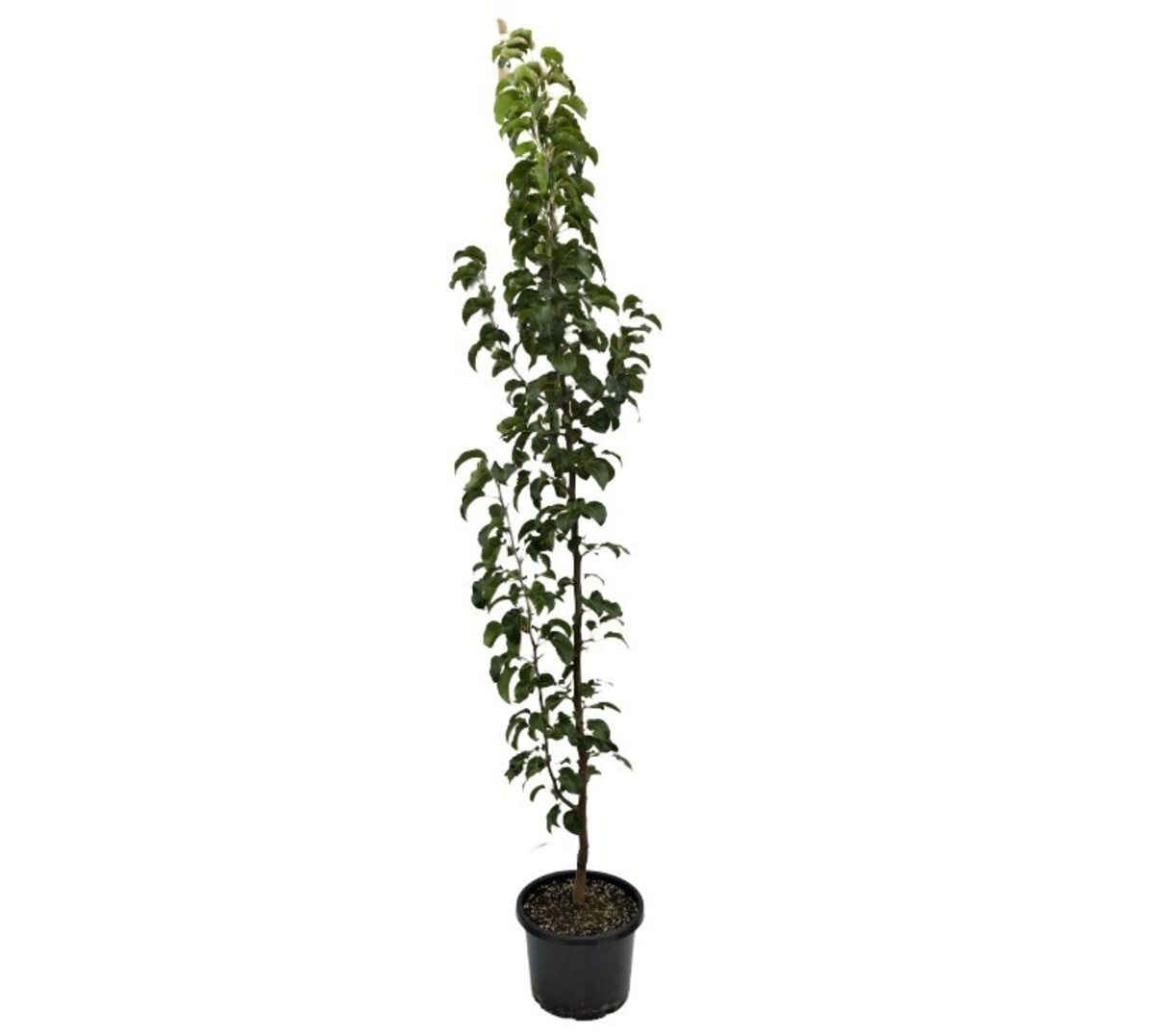 Pyrus - Capital Pear 330mm Pot (VN)