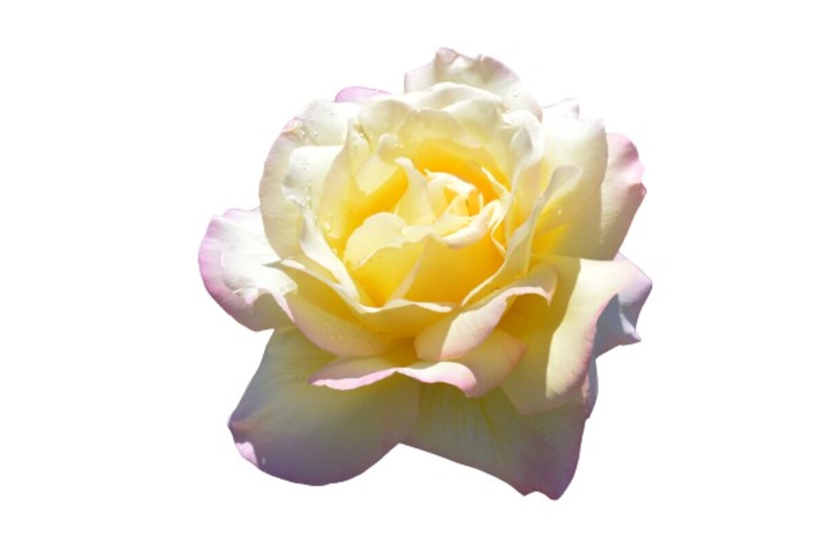 Rose 2ft Patio - Peace 250mm Pot (VN)