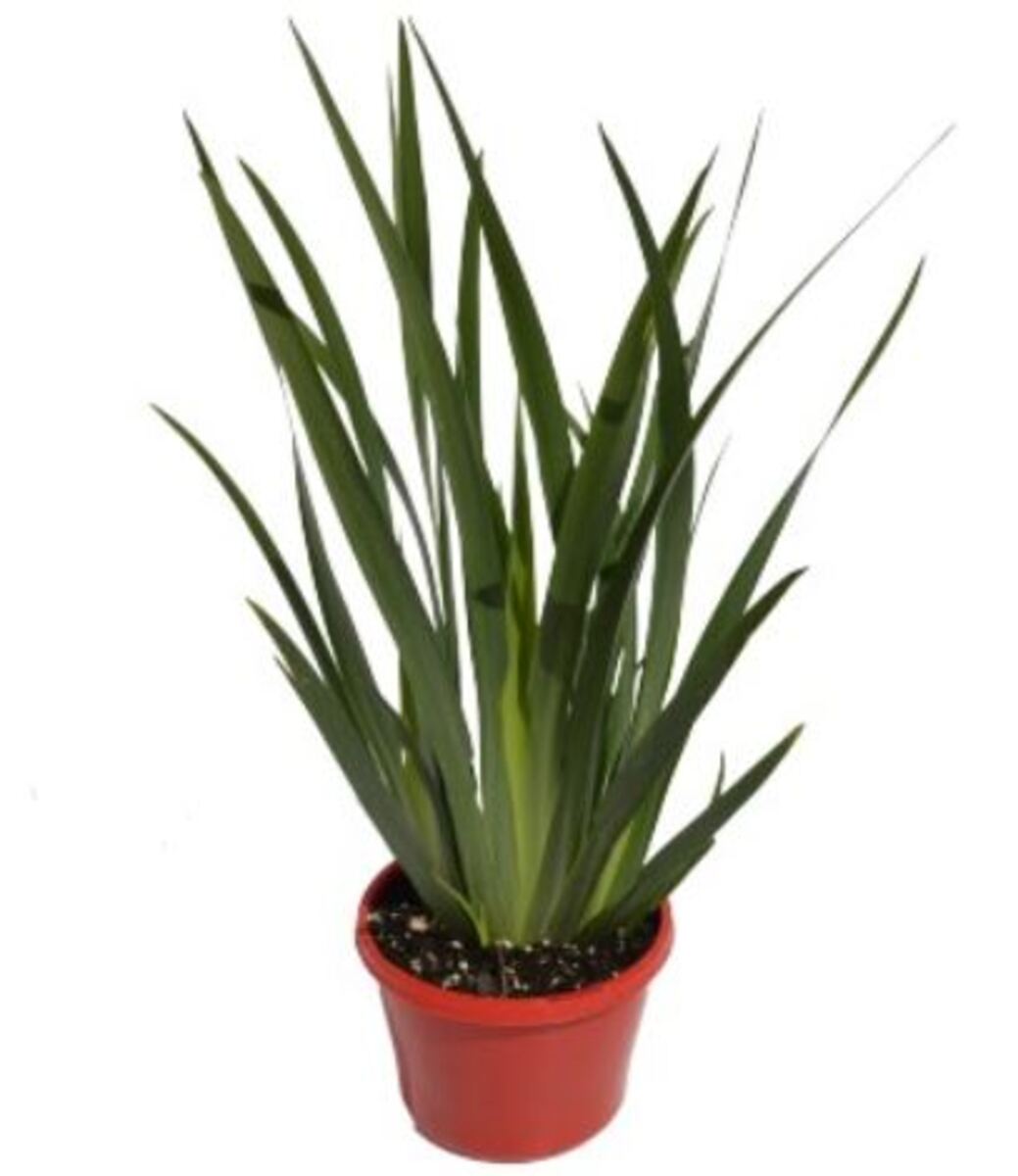 Dietes - Wild Iris 150mm Pot (VN)