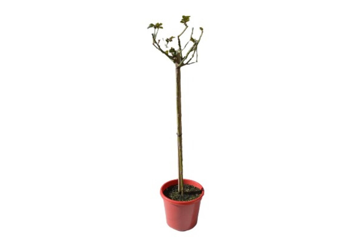 Rose 3ft Standard - Burgandy Iceberg (PBR) 250mm Pot (VN)