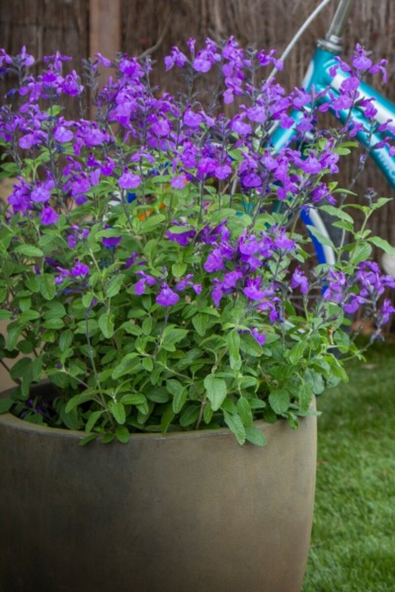 Salvia - So Cool Violet 140mm Pot