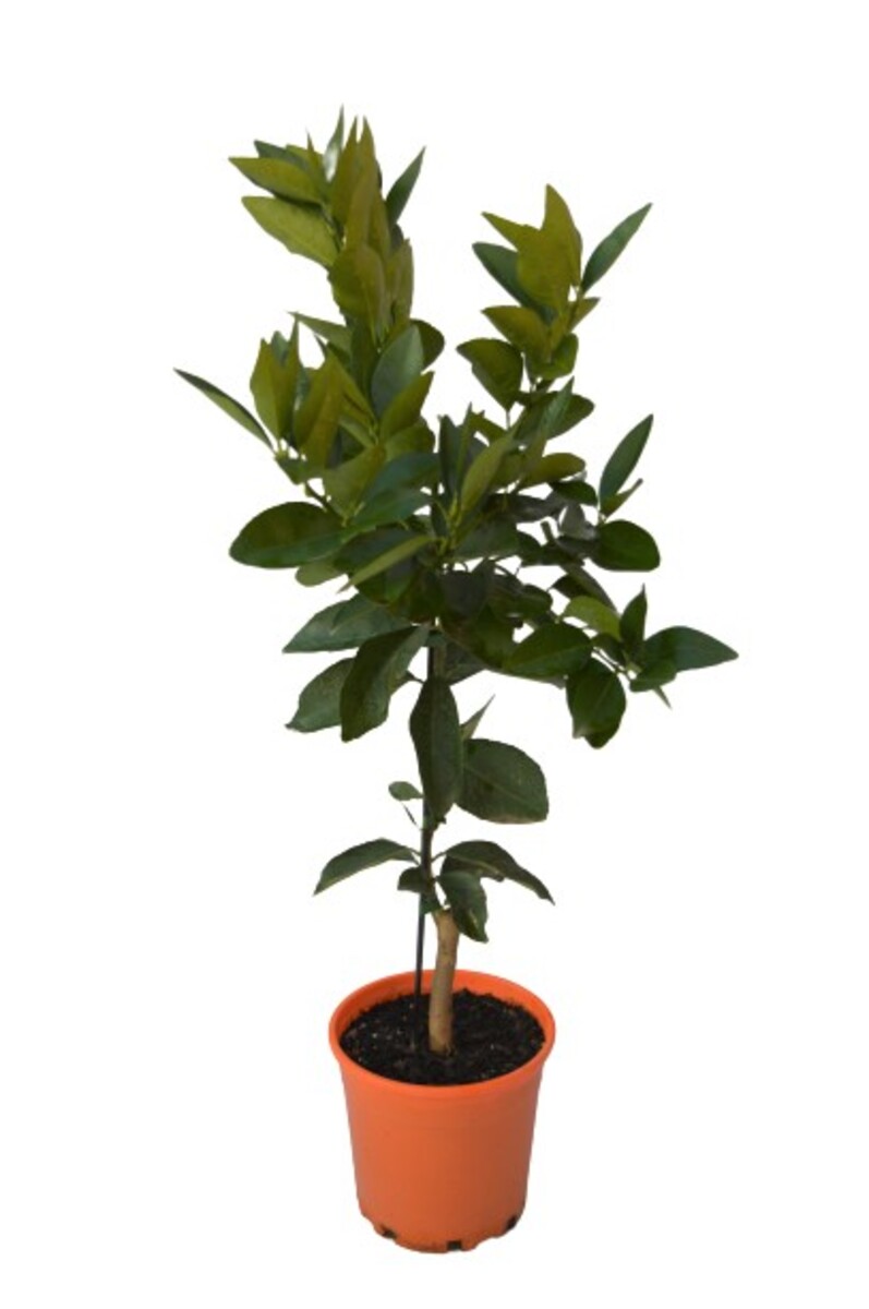 Orange - Blood Orange 250mm Pot