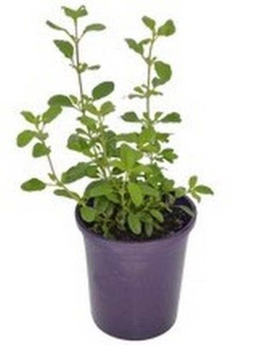 Salvia - Heatwave Glow 140mm Pot
