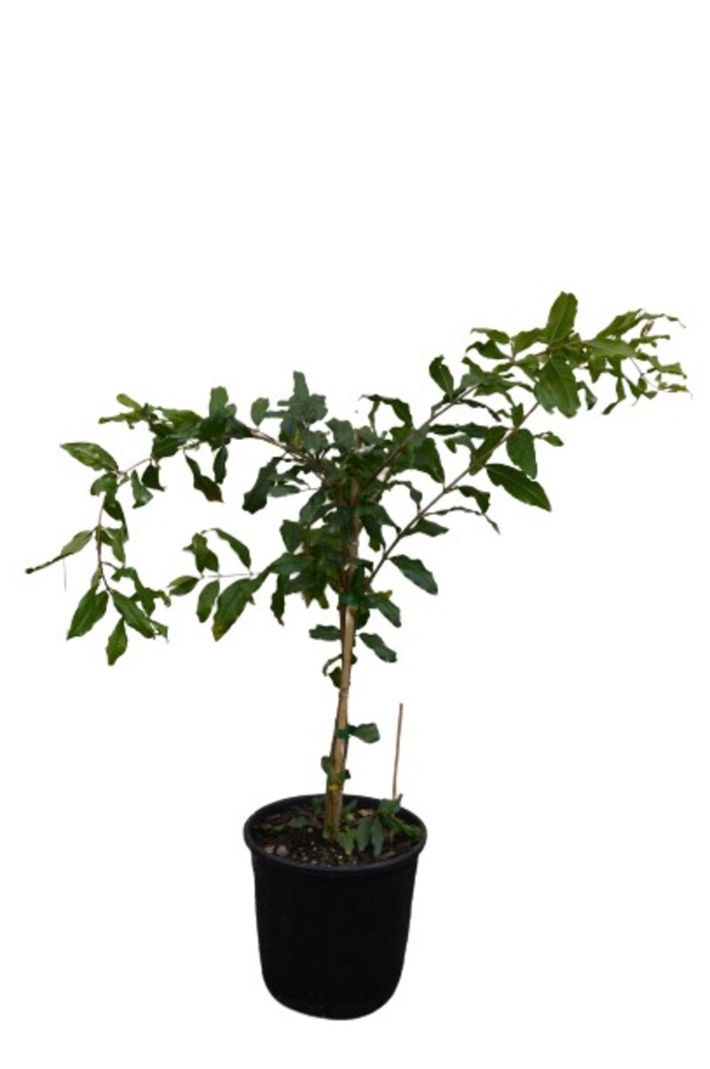 Pomegranate - Elche 330mm Pot (VN)