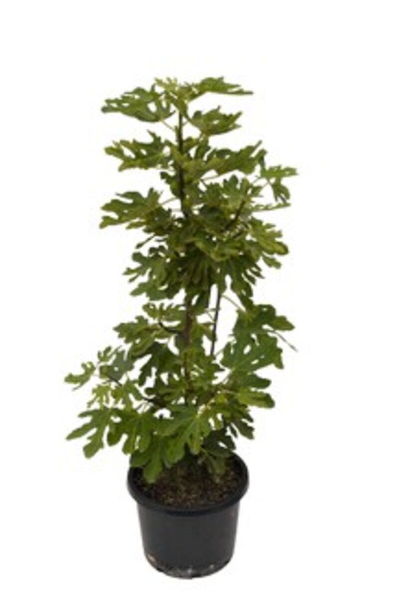 Fig - Black Genoa 330mm Pot (VN)