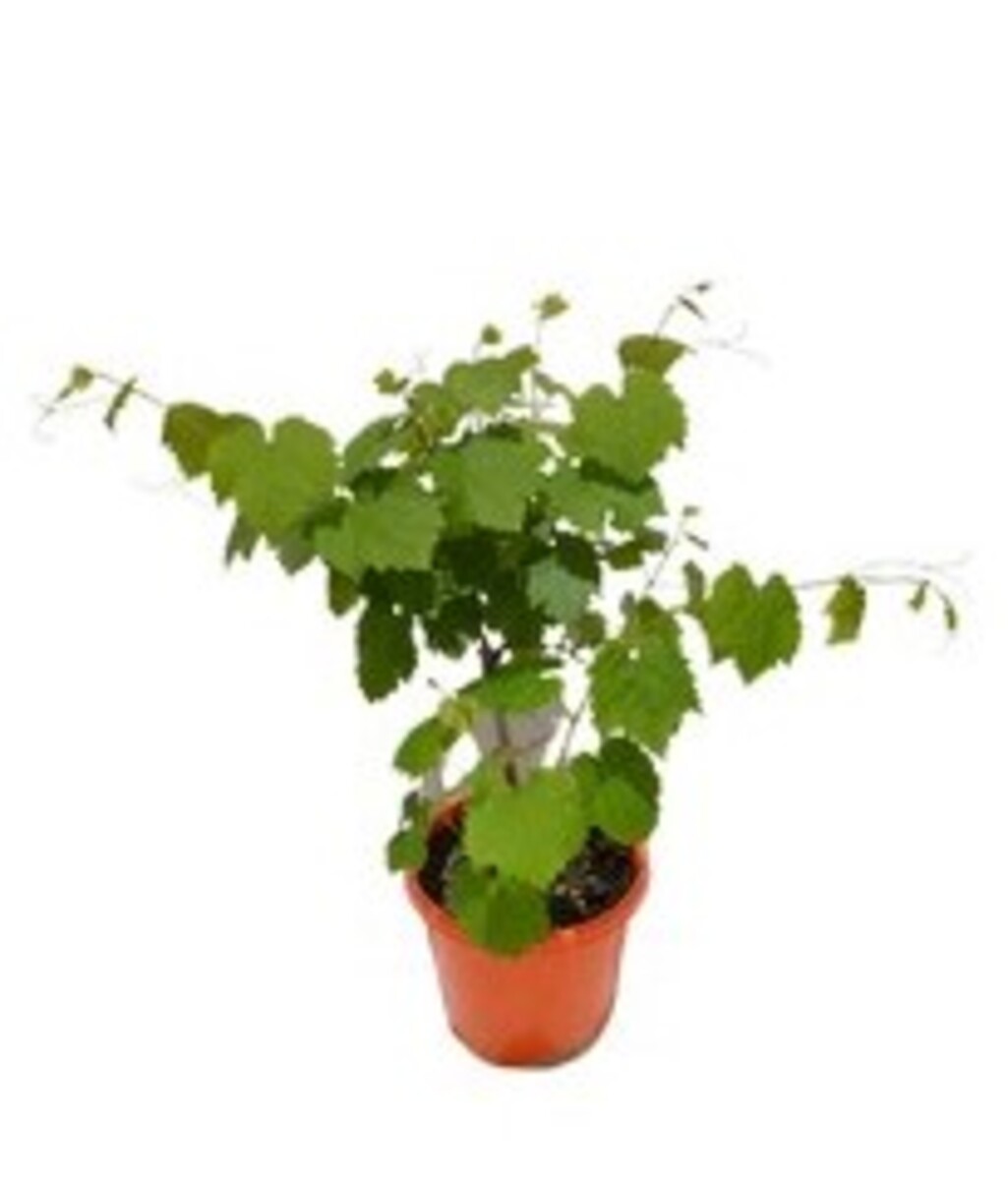 Vitis - Ornamental Grape - Crimson Glory Vine 180mm Pot