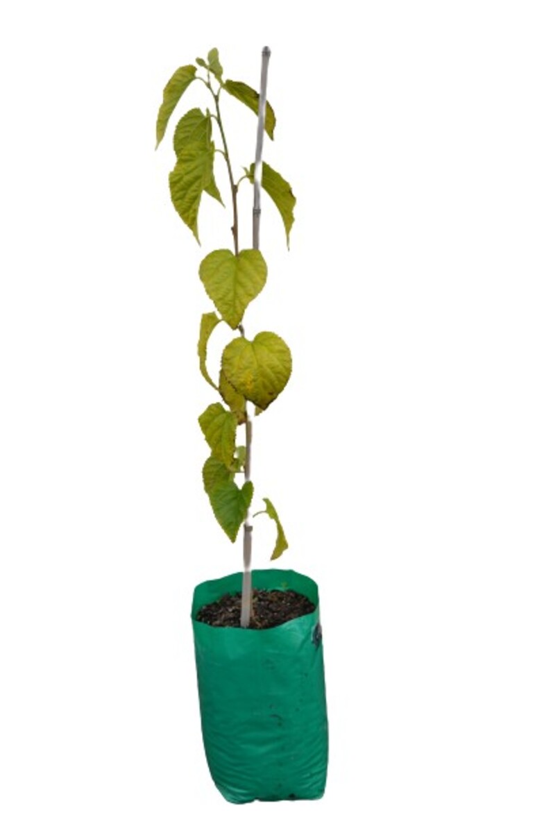 Mulberry - White 230mm Bagged*