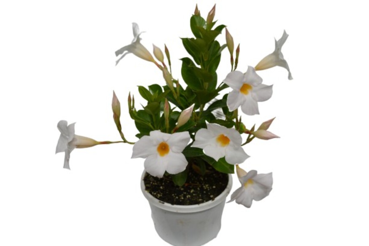 Dipladenia Diamantina - Jade White 150mm Pot (VN)