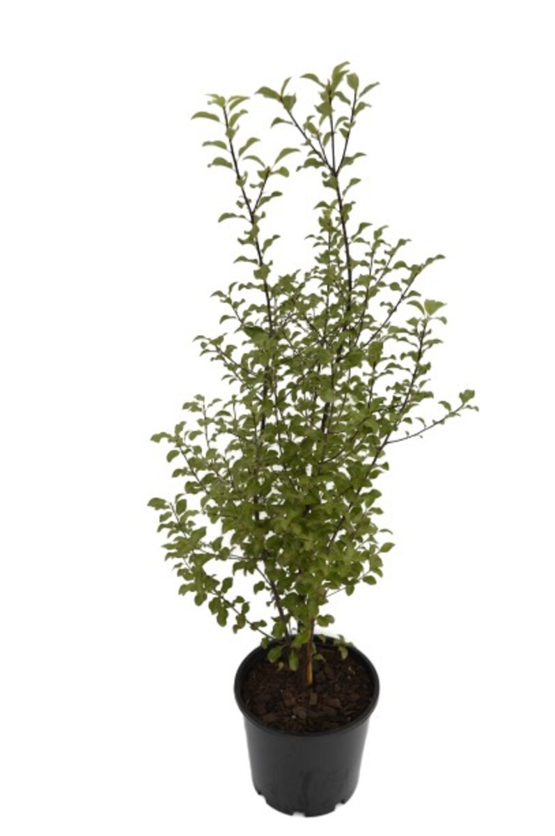 Pittosporum - Wonder Screen PBR 200mm Pot