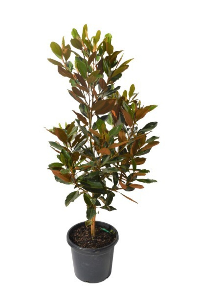 Magnolia - Little Gem 330mm Pot
