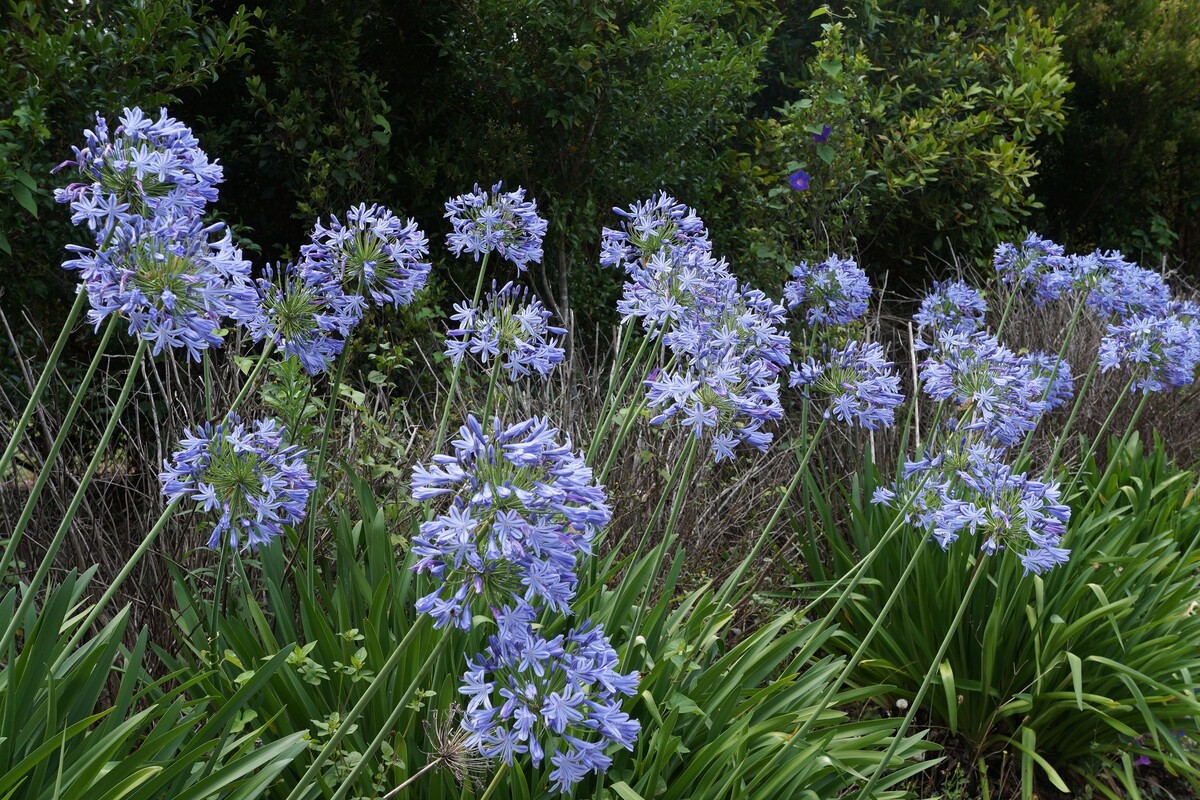 Agapanthus orientalis - Blue 155mm Pot (VN)