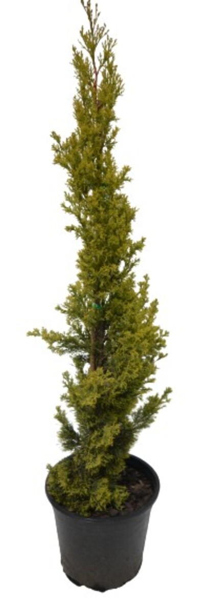 Cupressus Sempervirens - Swanes Gold 250mm Pot