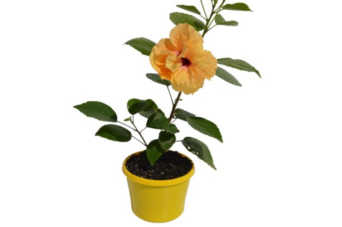 Hibiscus - Flamenco Adonicus Yellow 150mm Pot (VN)