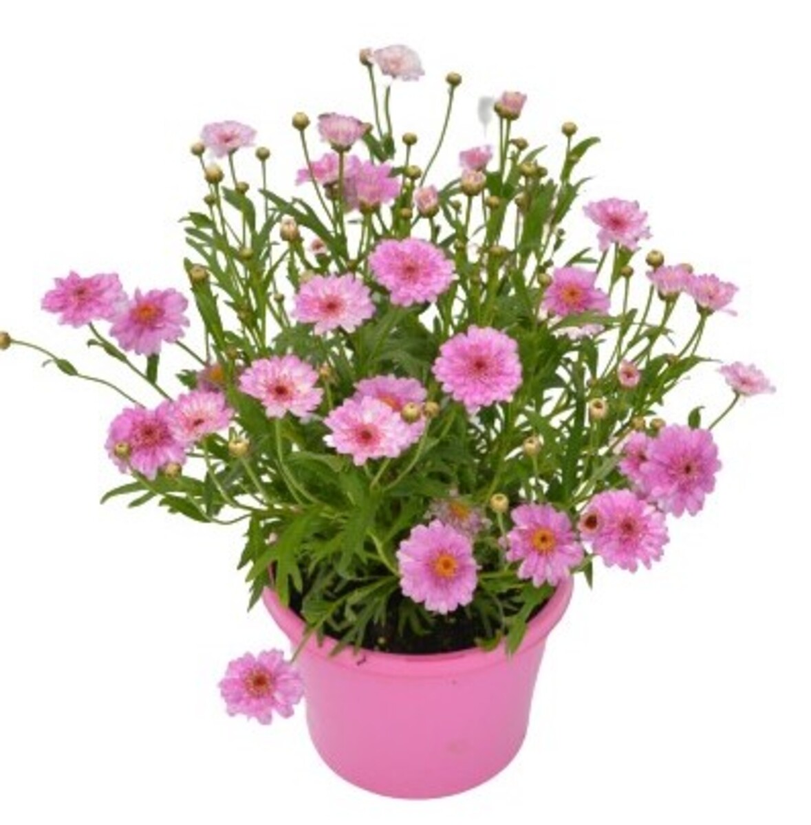 Argyranthemum - Honey Bees Summer Drops 150mm Pot
