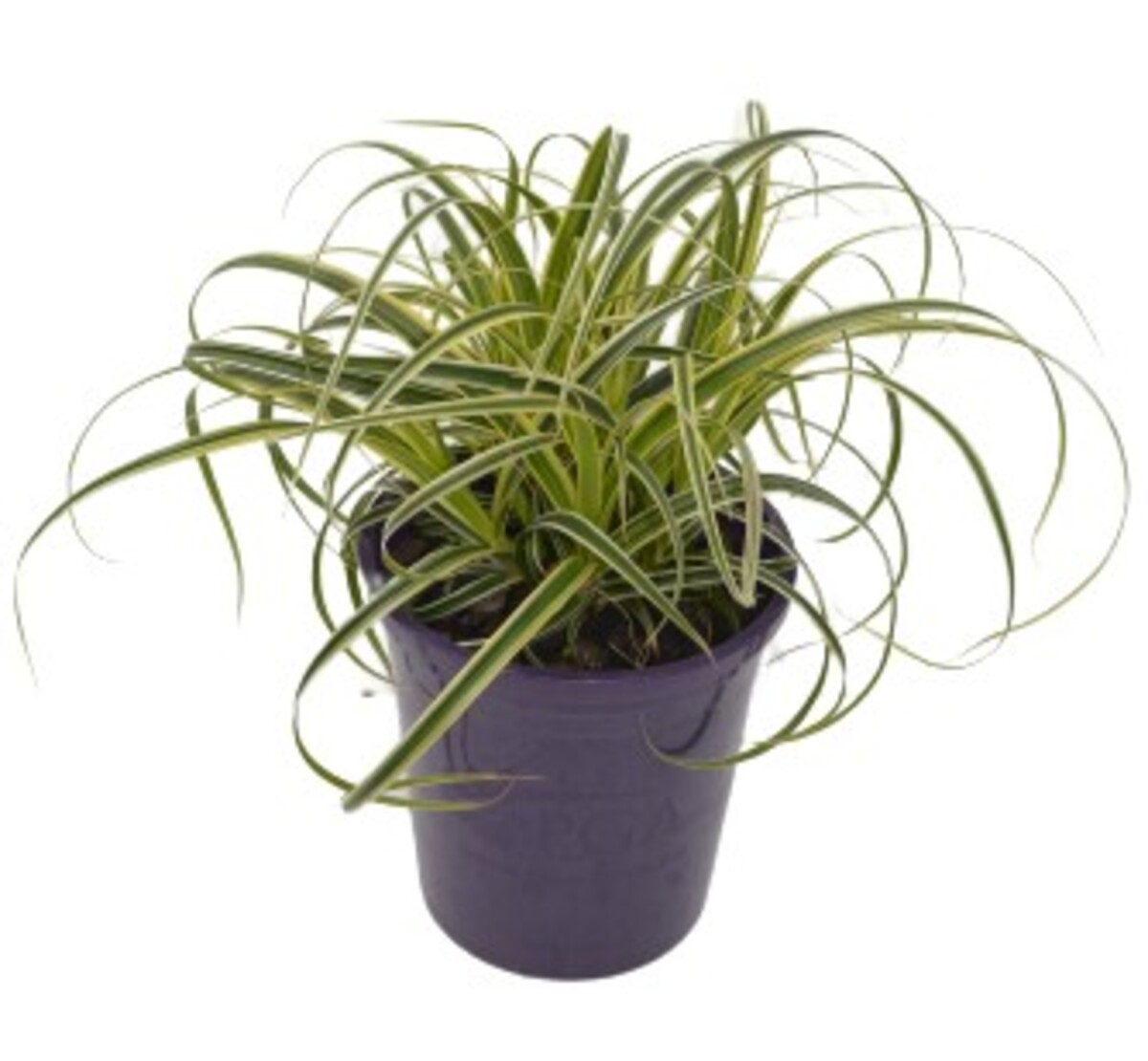 Carex - Feather Falls 140mm Pot