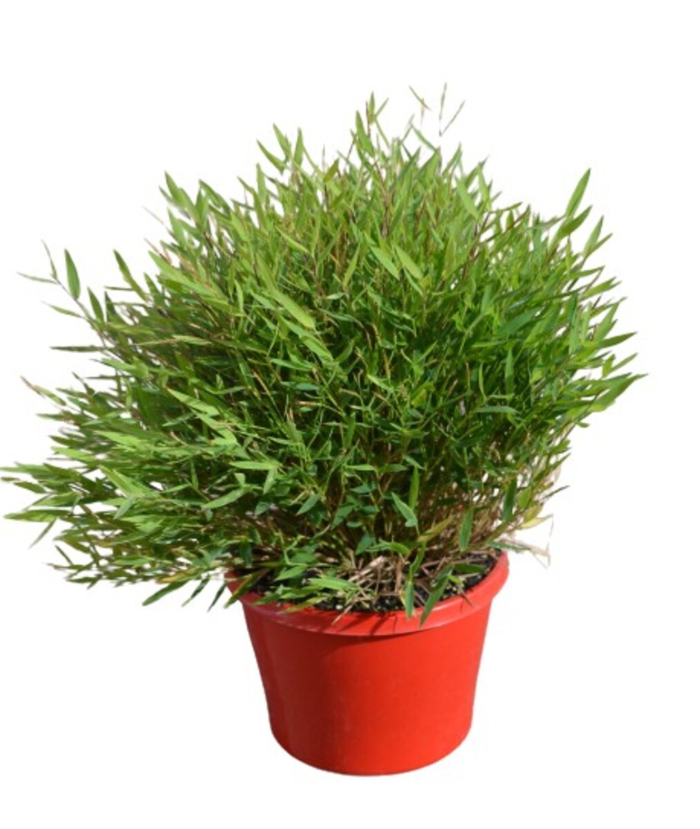 Bamboo - Baby Panda 150mm Pot (VN)