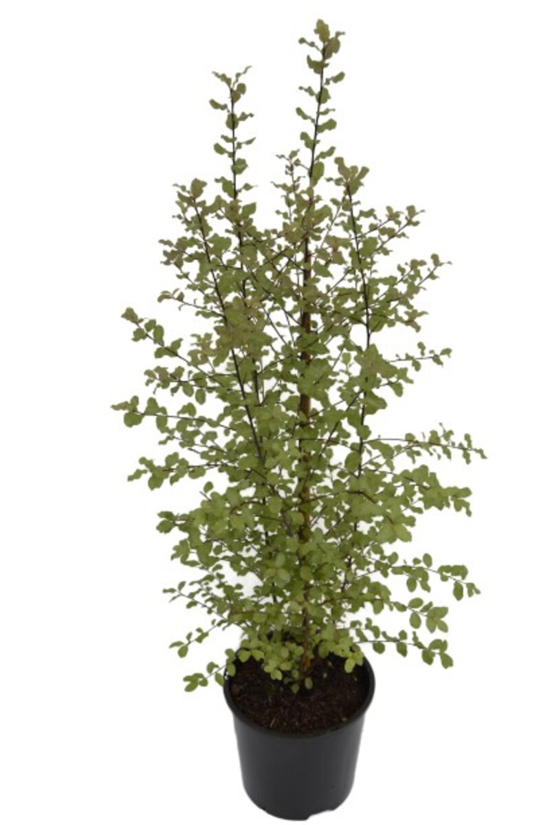 Pittosporum - Screen Master 300mm Pot