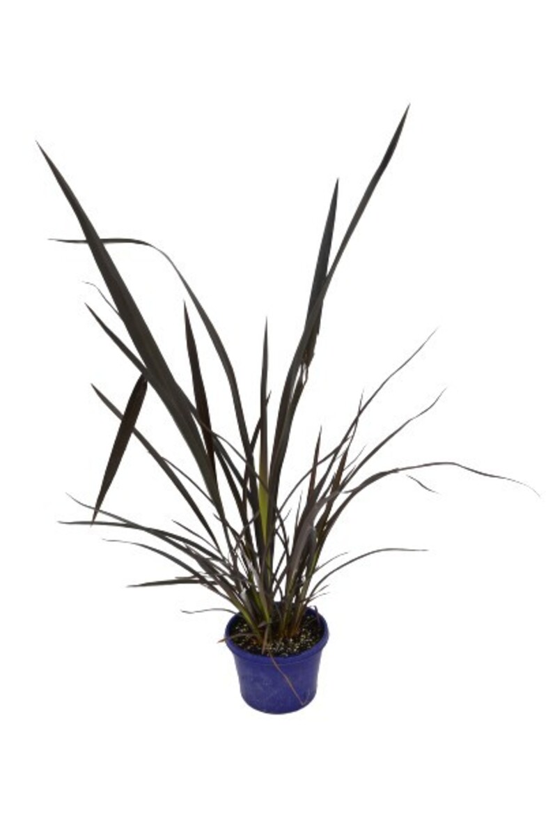 Phormium - Black Beauty 150mm Pot (VN)
