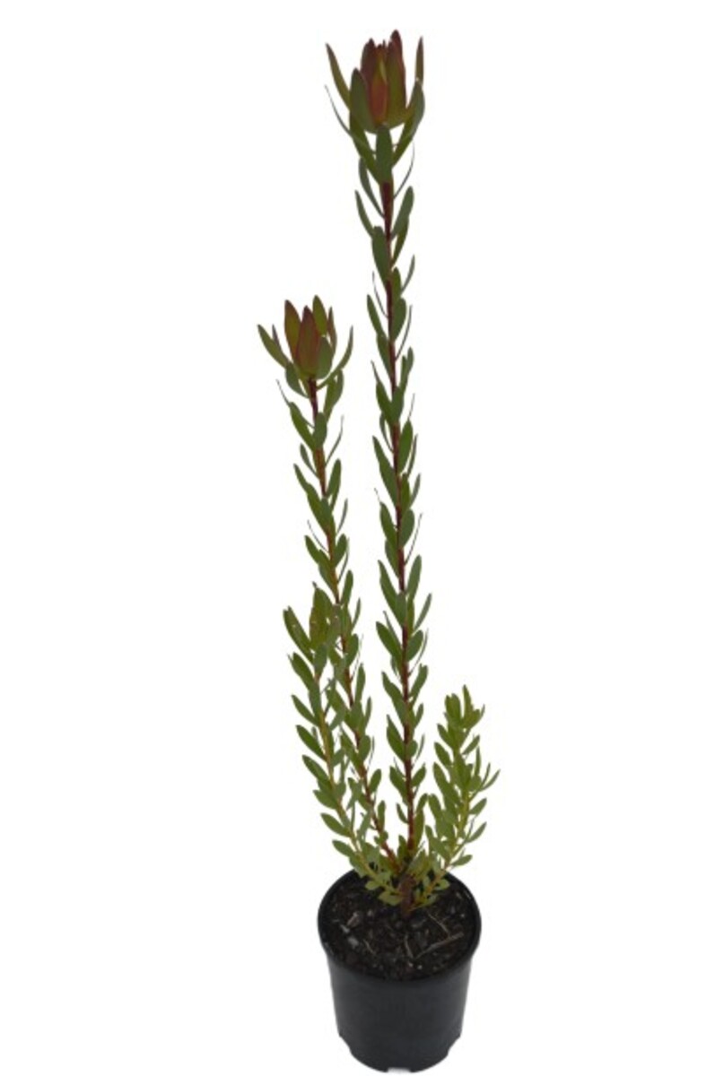 Leucadendron - Amy 140mm Pot