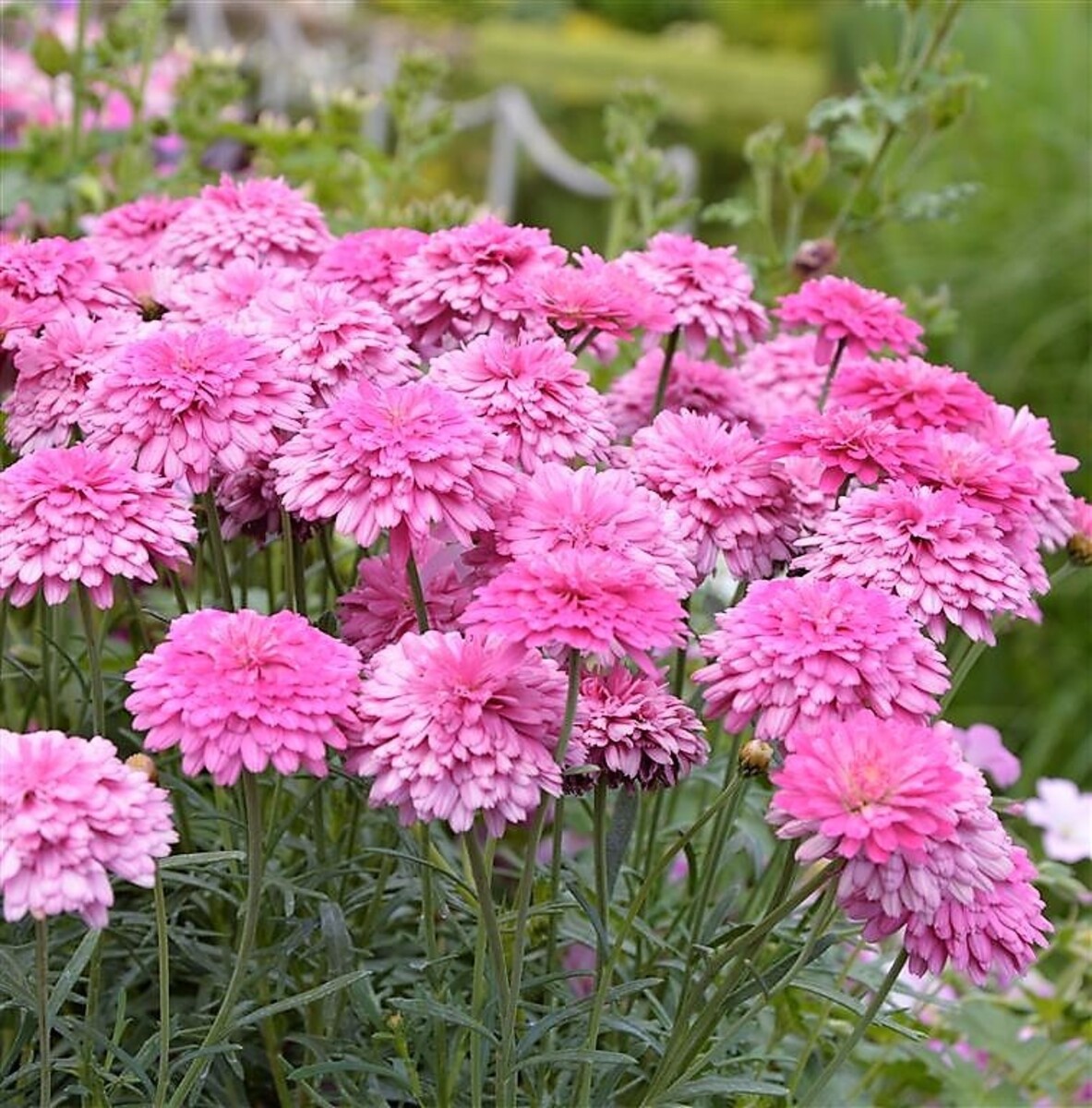 Argyranthemum - Fancy Pom Pom 150mm Pot