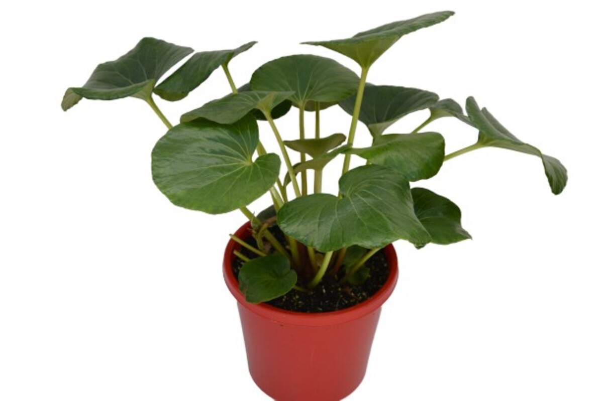 Ligularia - Tractor Seat 200mm Pot (VN)