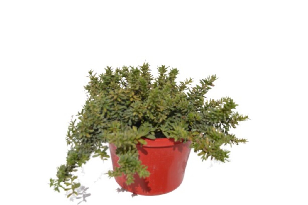 Grevillea - Mount Tamboritha 150mm Pot (VN)