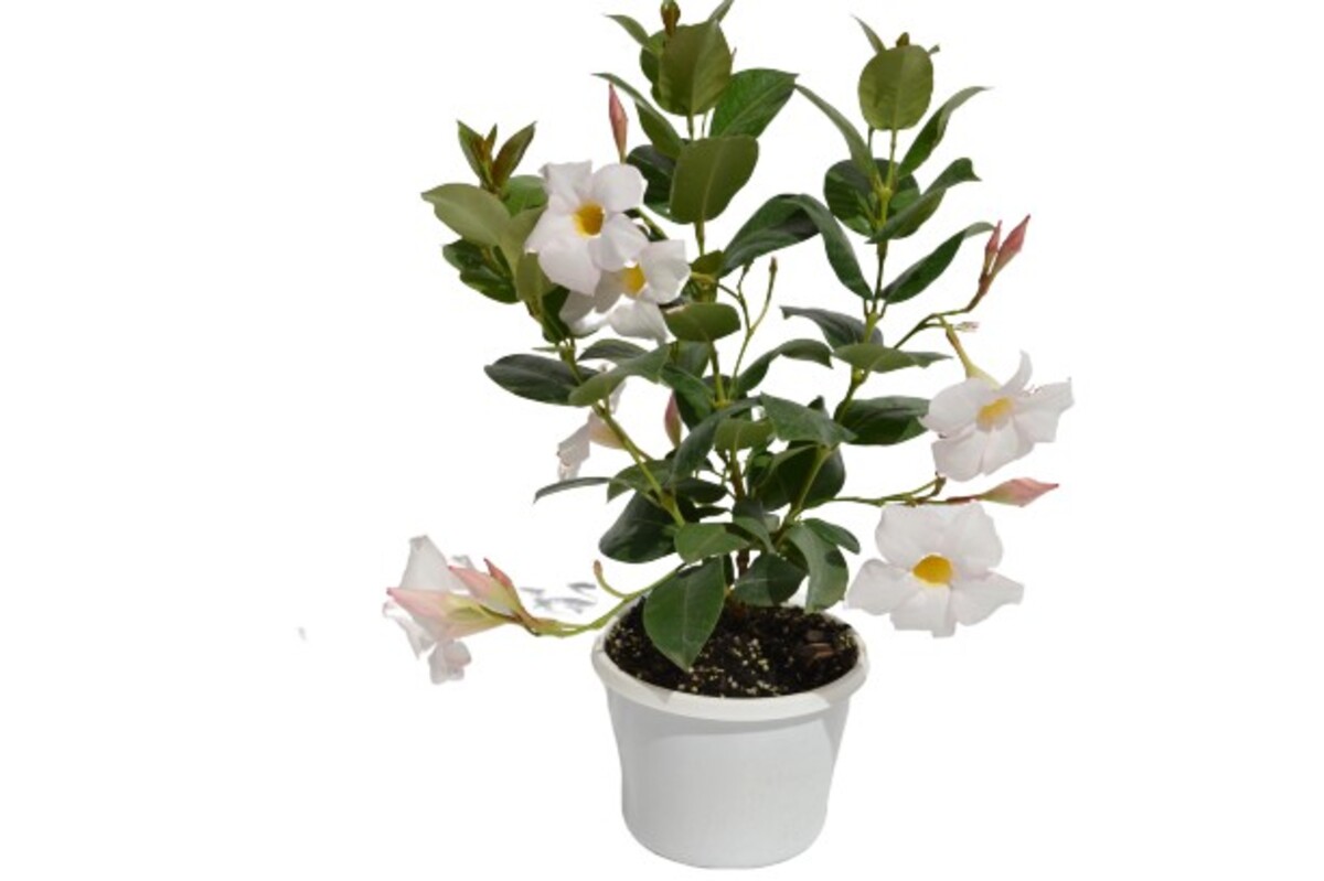 Mandevilla - Aloha White 150mm Pot (VN)
