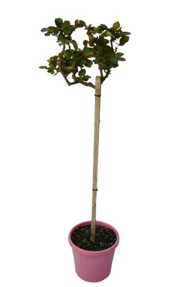 Rose Standard 3ft - Pink Pierre De Ronsard (PBR) 250mm Pot (VN)