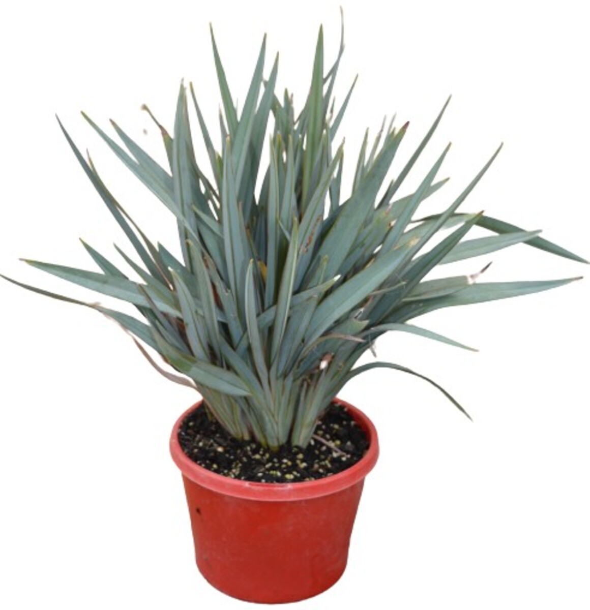 Dianella - Blue Ripple 150mm Pot