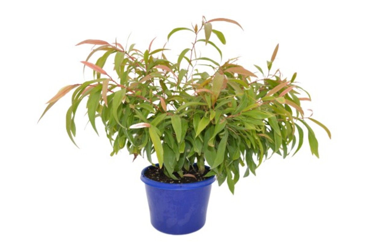 Agonis Flexuosa Nana 150mm