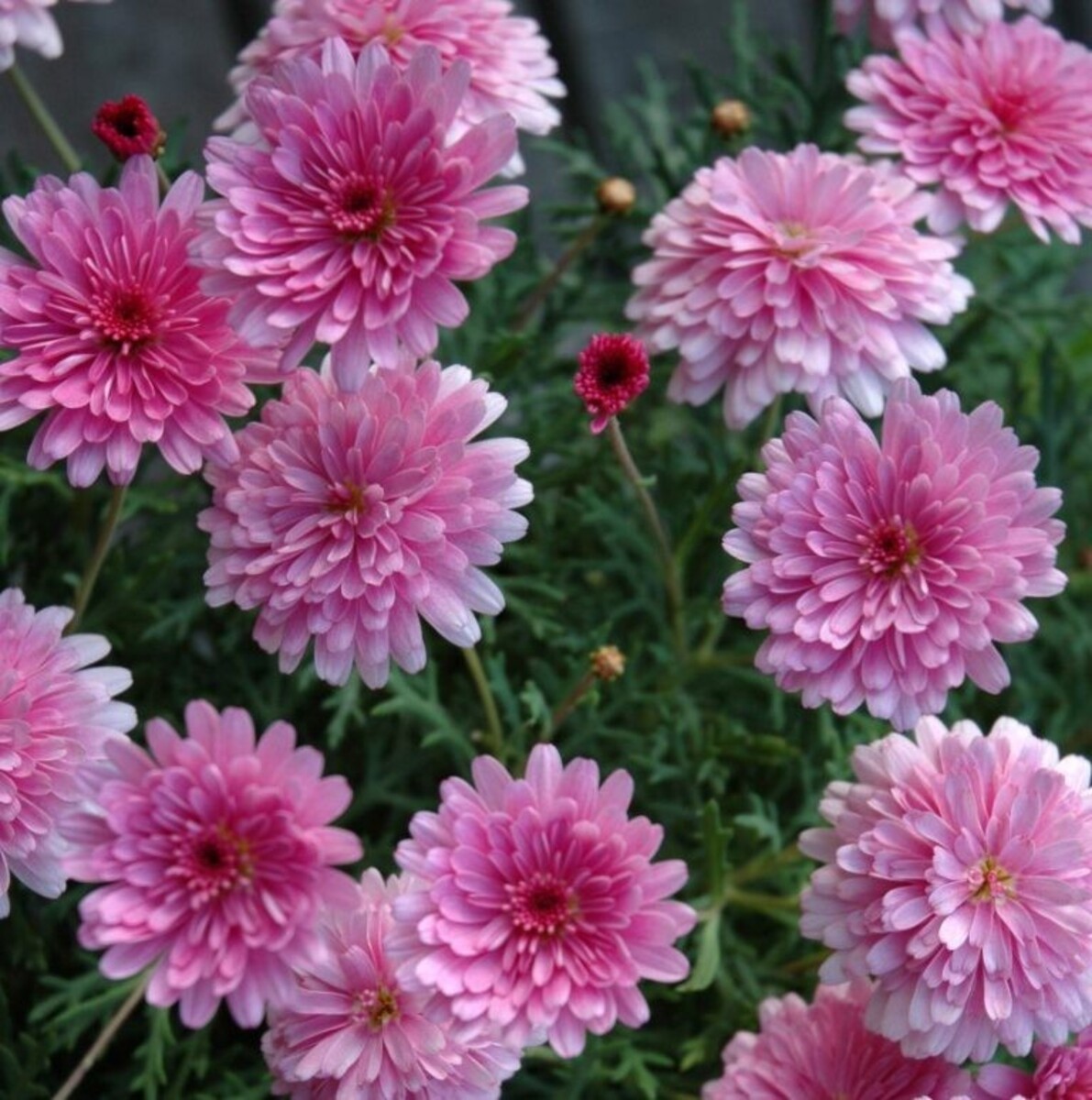 Argyranthemum - Sunday Best 150mm Pot (VN)