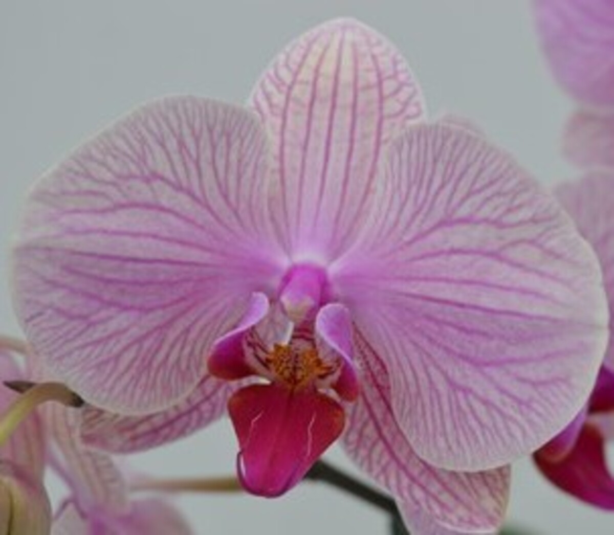 Phalaenopsis - Moth Orchid - Single Spike 120mm Pot
