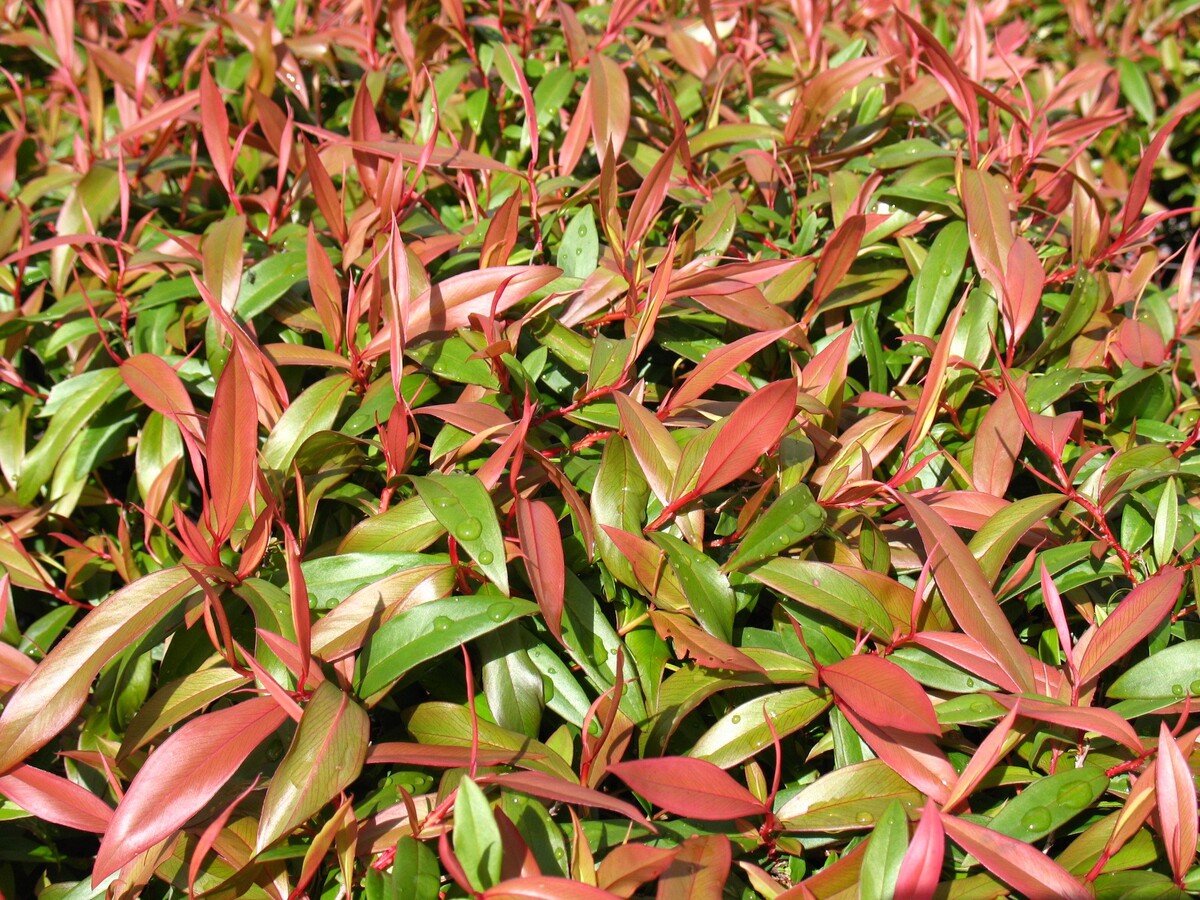 Agonis Flexuosa Nana 150mm