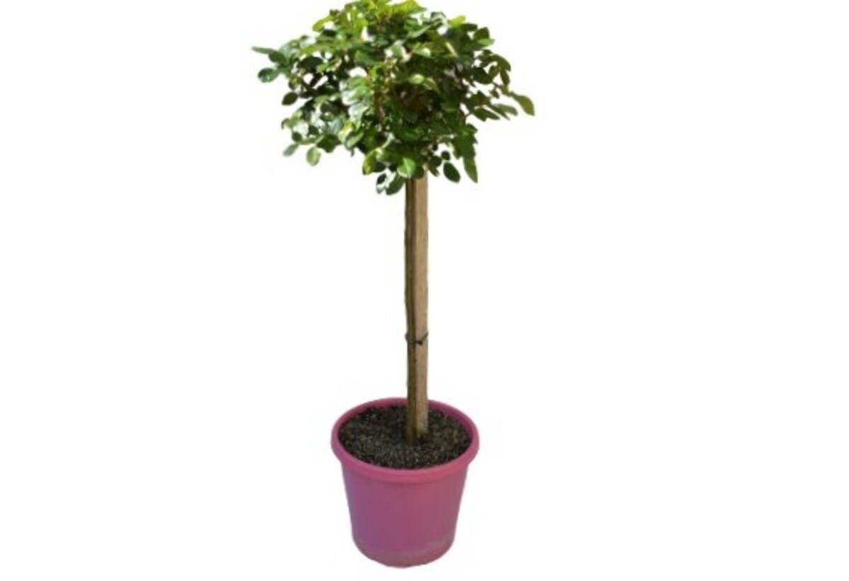 Rose 2ft Patio - Mothers Love (PBR) 250mm Pot (VN)