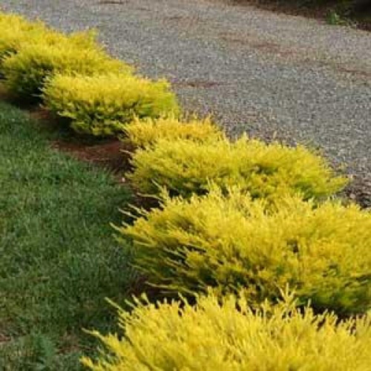 Coleonema Aureum - Golden Diosma 150mm Pot (VN)