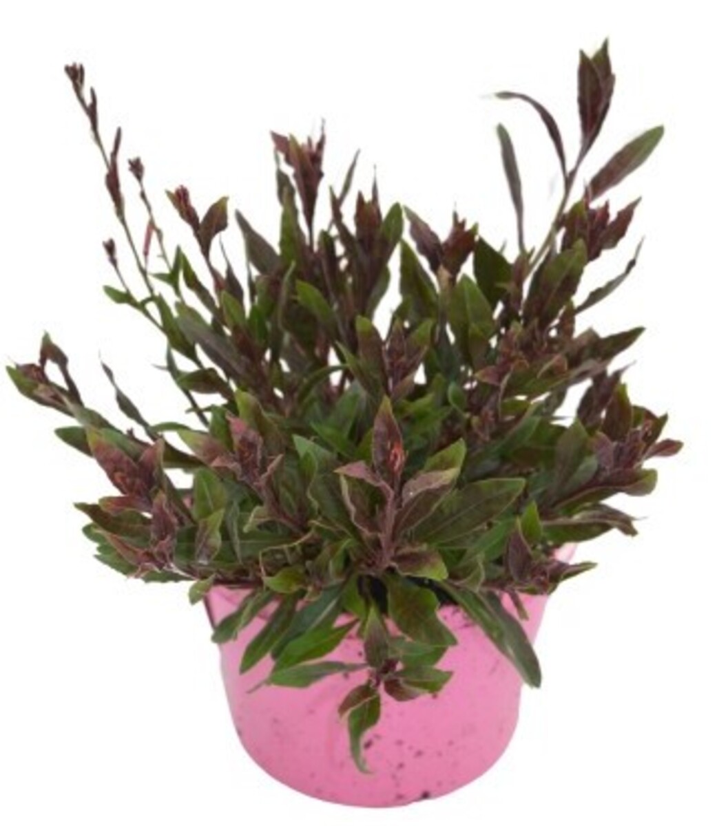 Gaura - Little Janie 150mm Pot (VN)