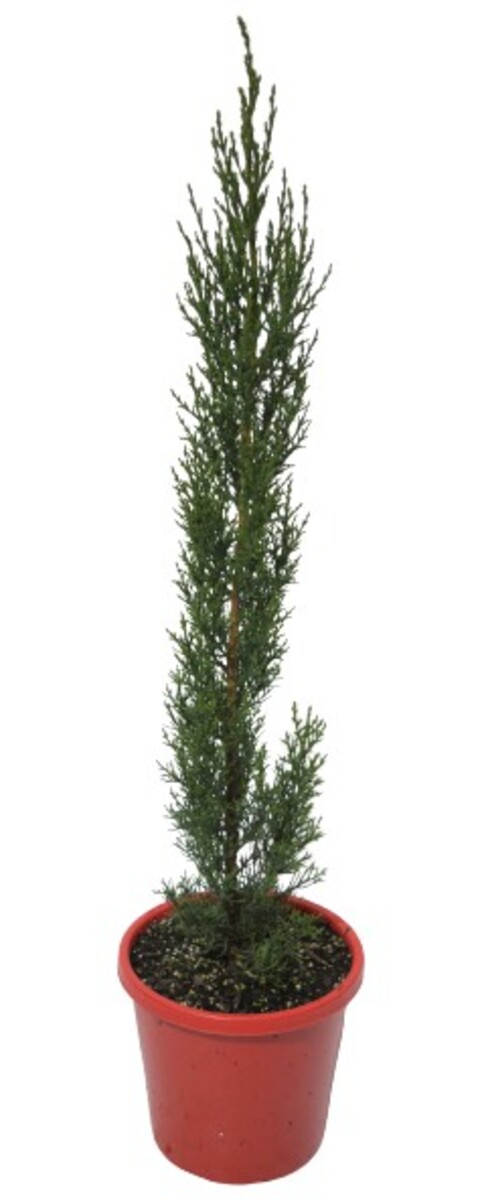 Cupressus Glauca - Pencil Pine 200mm Pot (VN)