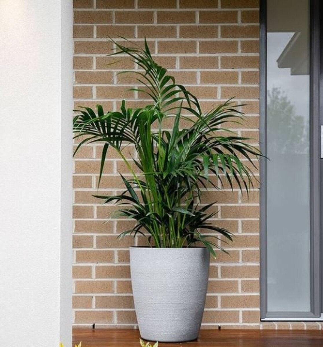 Howea - Kentia Palm 200mm Pot