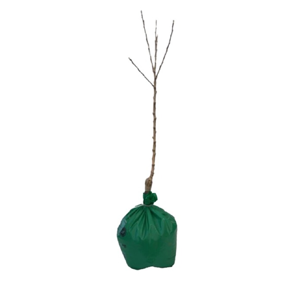 Pear - Duchess - Wrapped Bag*