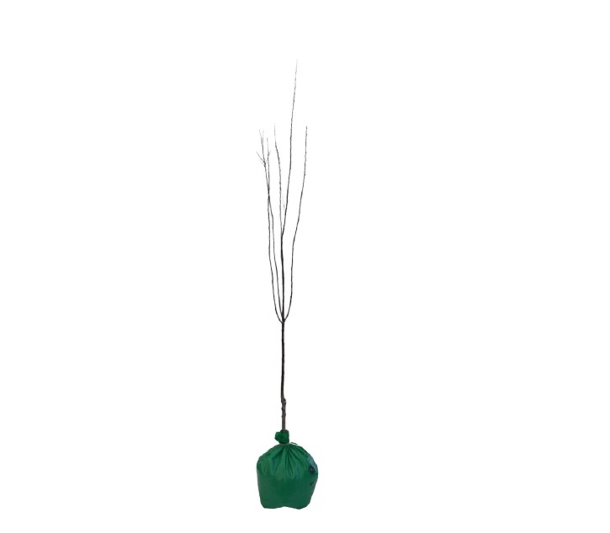 Pyrus Festivity - Wrapped Bag