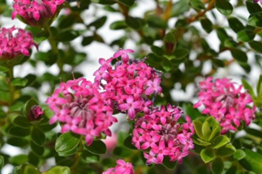 Pimelea - Magenta Mist 150mm Pot (VN)