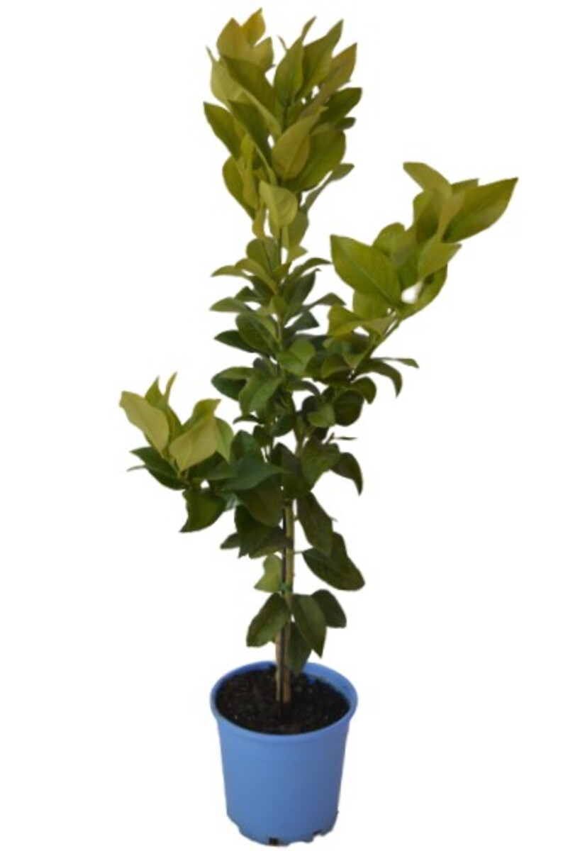 Lemon - Lisbon Advanced Dwarf 250mm Pot