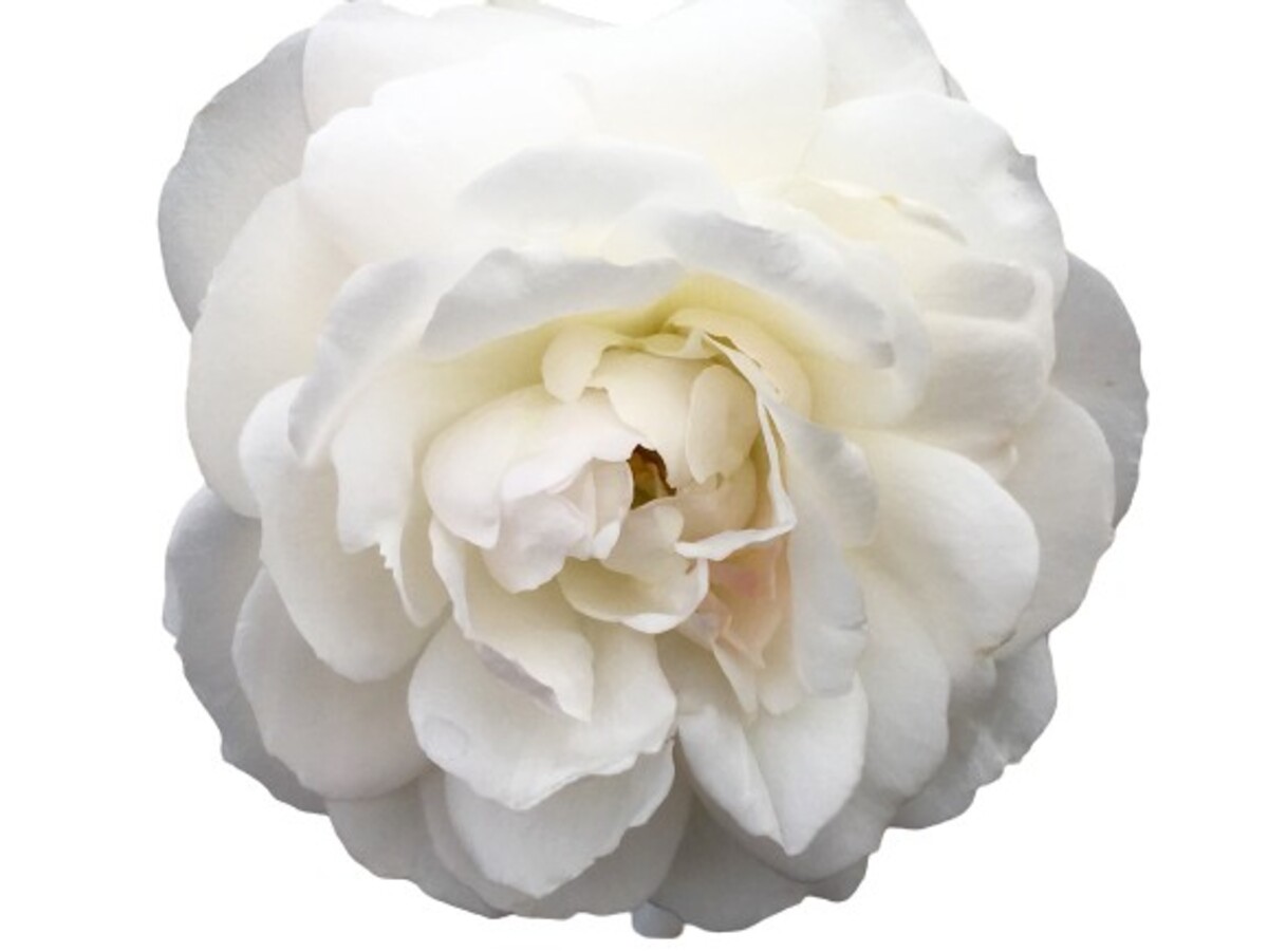 Rose 2ft Patio - Iceberg 250mm Pot (VN)