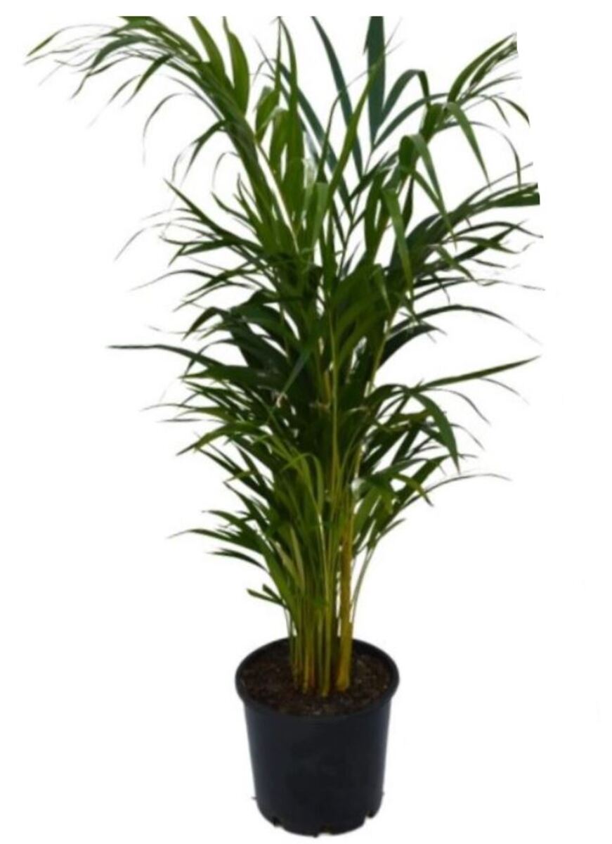 Golden Cane Palm 250mm Pot